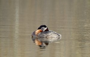 Red-necked Grebe