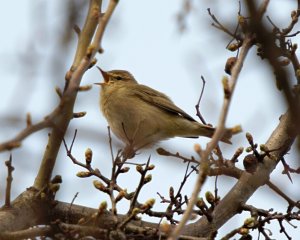 Willow Warbler