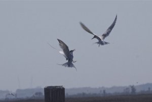 Common Tern