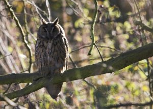 Long-eared Owl