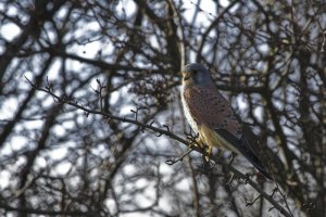 Kestrel