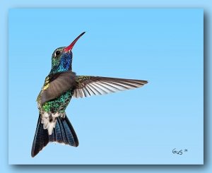 Broad-billed Hummingbird (M)