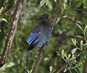 Steller's Jay