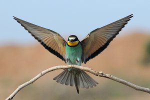 Bee - eater