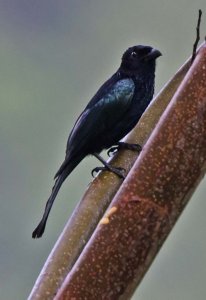 Spangled Drongo