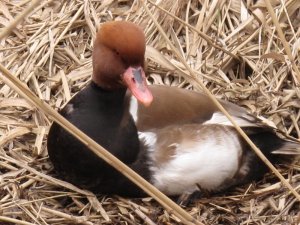 Red Crested Pochard