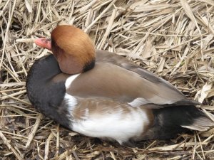 Red Crested Pochard