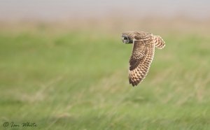 Short-eared Owl