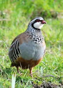 Red-legged Partridge