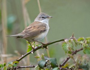 Whitethroat