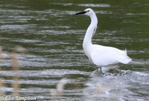 Little Egret