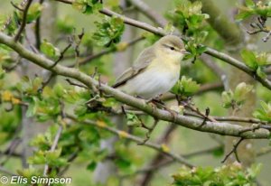 Willow Warbler   Elis Simpson