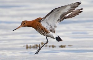 Black-tailed Godwit