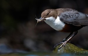 Dipper