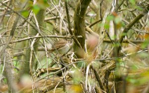 Hermit Thrush in hiding