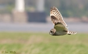 Short-eared Owl