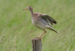 Upland Sandpiper