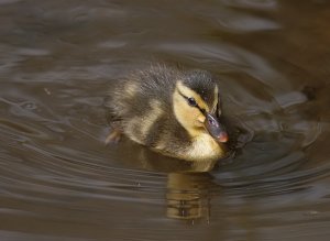 Duckling-2