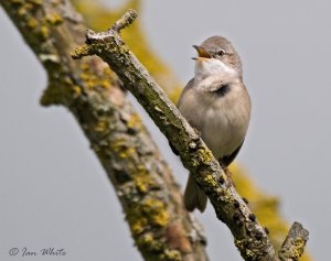 Whitethroat