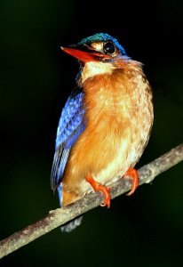 Blue-eared Kingfisher, Alcedo meninting