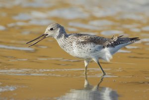 Greenshank, sun and wind