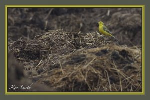 Yellow wagtail  (First)