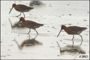 Asian Dowitcher