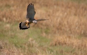 Common Kestrel