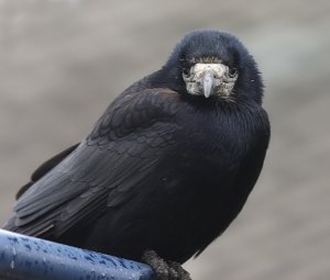 Barefaced Crow