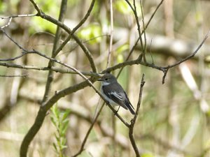 Pied Flycatcher, female