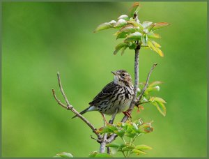 Pipit in shades of Green