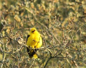 Golden Oriole