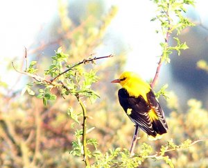 Golden Oriole