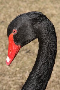 Black Swan, Portrait, Cygnus atratus