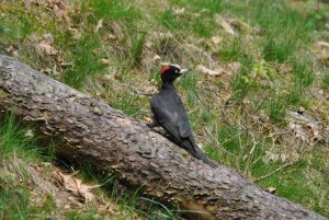 Black Woodpecker