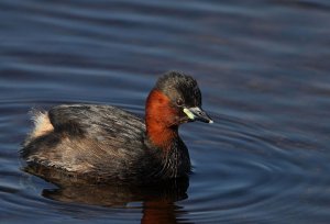 Wee Grebe