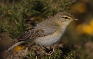 Willow Warbler