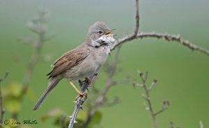 Whitethroat