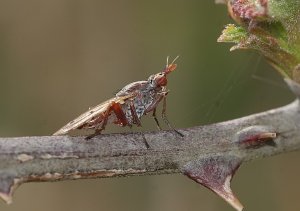 Snail killing sciomyzid fly - Elgiva cucularia