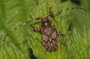 White-clouded Longhorn Beetle - Mesosa nebulosa