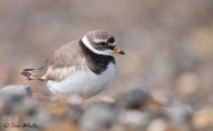 Ringed Plover