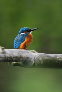 Kingfisher (Common)