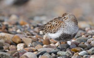 Dunlin