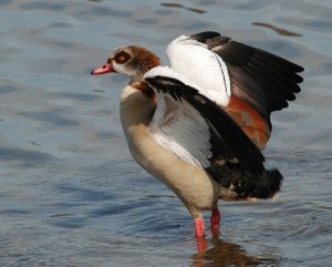 Egyptian Goose