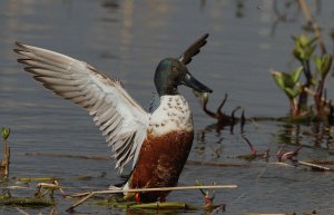 Wing-stretching Shoveler