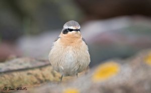 Wheatear