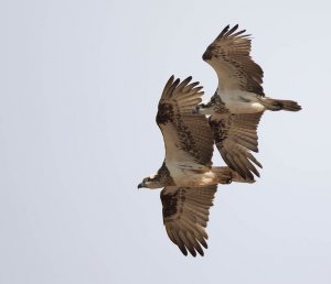 Osprey Flying Lessons