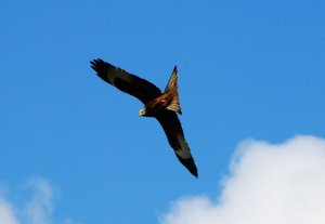 Red kite On the turn