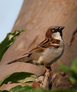 House Sparrow