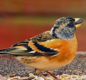 brambling